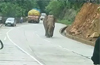 Kundapur: Lone wild elephant spotted in Hosangadi; MLA urges vigilance